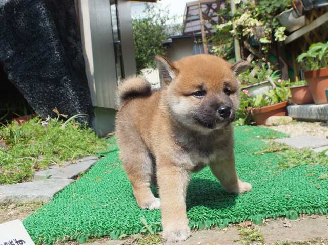 DSCF2615-shiba-puppy DSCF2615-shiba-puppy