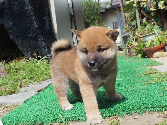 DSCF2617-shiba-puppy DSCF2617-shiba-puppy