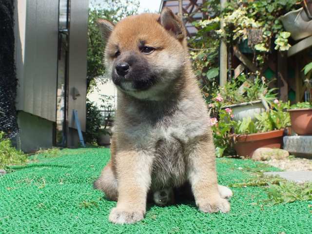 DSCF2622-shiba-puppy DSCF2622-shiba-puppy