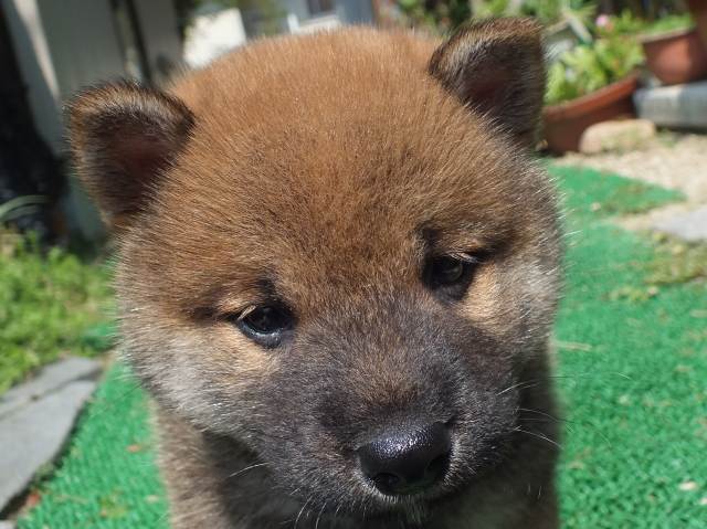DSCF2630-shiba-puppy DSCF2630-shiba-puppy
