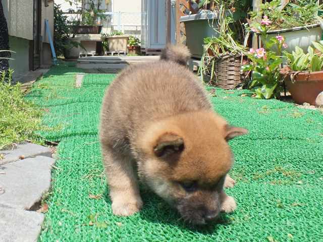 DSCF2632-shiba-puppy DSCF2632-shiba-puppy
