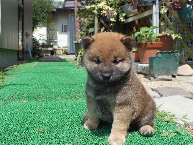 DSCF2635-shiba-puppy DSCF2635-shiba-puppy