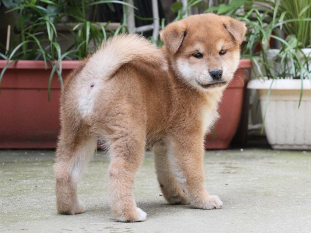 IMG_0001-shiba-puppy IMG_0001-shiba-puppy