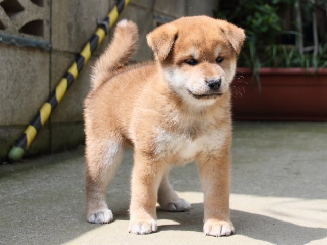 IMG_0010-shiba-puppy IMG_0010-shiba-puppy