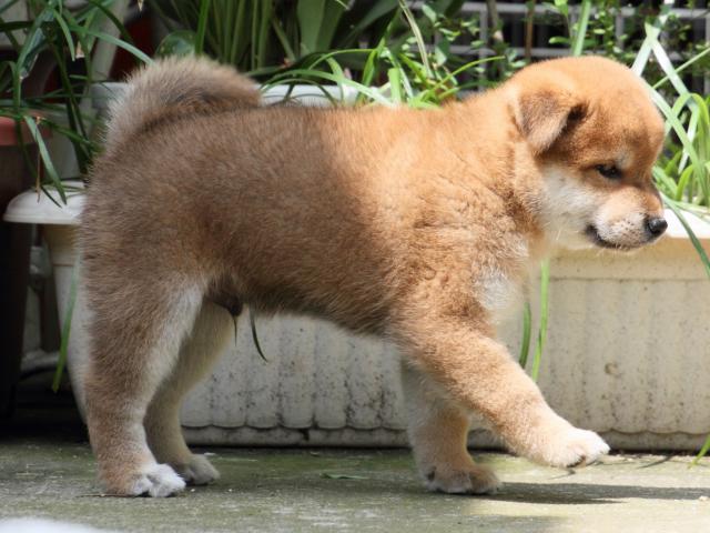 IMG_0034-shiba-puppy IMG_0034-shiba-puppy