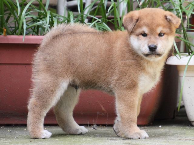 IMG_0044-shiba-puppy IMG_0044-shiba-puppy