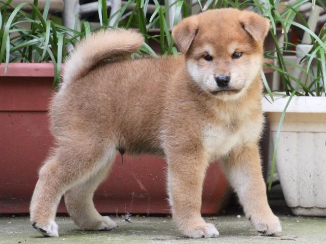 IMG_0045-shiba-puppy IMG_0045-shiba-puppy