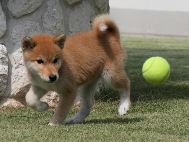 IMG_0320-shiba-puppy IMG_0320-shiba-puppy
