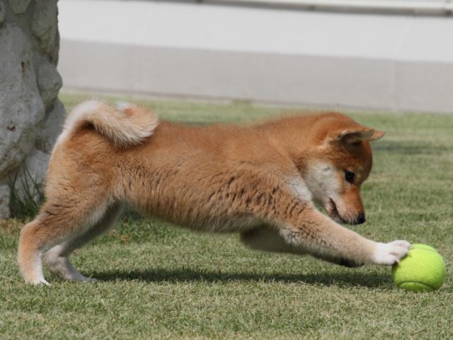 IMG_0323-shiba-puppy IMG_0323-shiba-puppy
