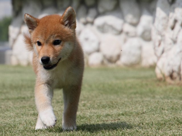 IMG_0336-shiba-puppy IMG_0336-shiba-puppy