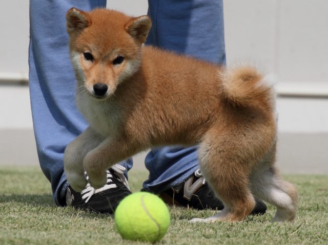 IMG_0356-shiba-puppy IMG_0356-shiba-puppy