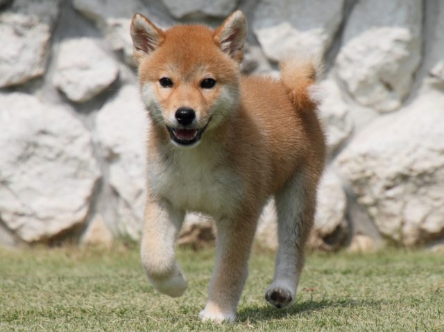 IMG_0416-shiba-puppy IMG_0416-shiba-puppy