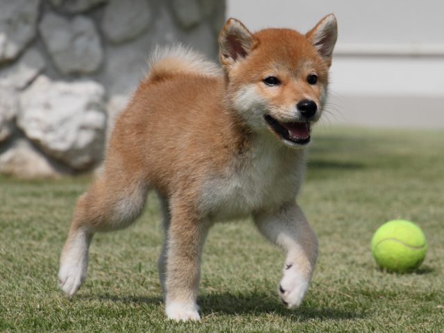 IMG_0419-shiba-puppy IMG_0419-shiba-puppy