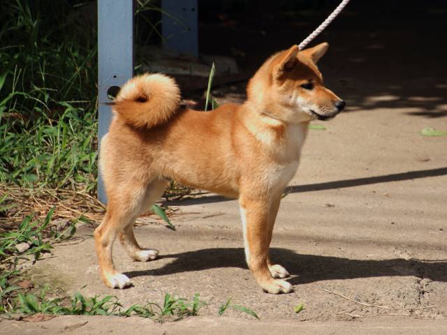 IMG_1698-shiba-puppy IMG_1698-shiba-puppy