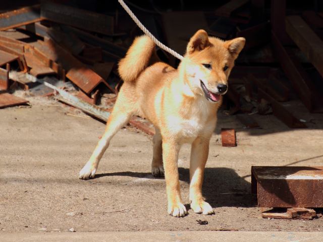 IMG_1707-shiba-puppy IMG_1707-shiba-puppy