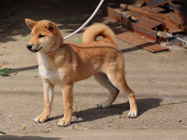 IMG_1723-shiba-puppy IMG_1723-shiba-puppy