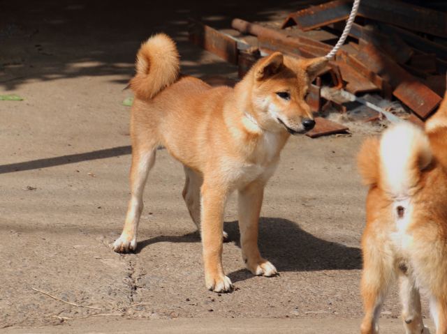 IMG_1727-shiba-puppy IMG_1727-shiba-puppy