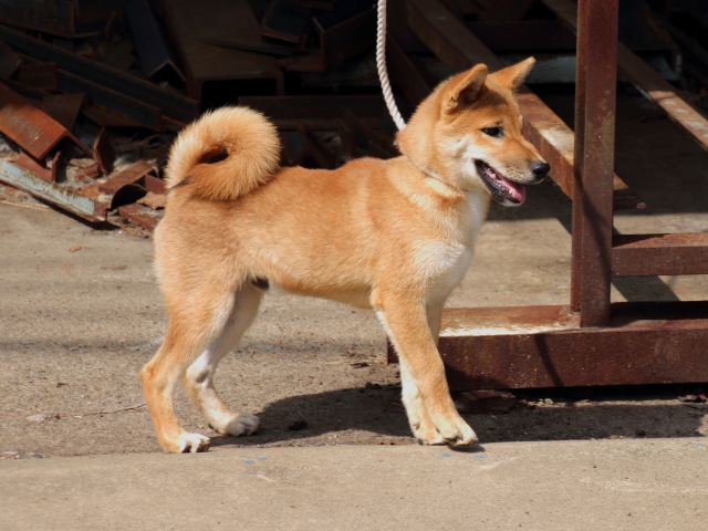 IMG_1729-shiba-puppy IMG_1729-shiba-puppy