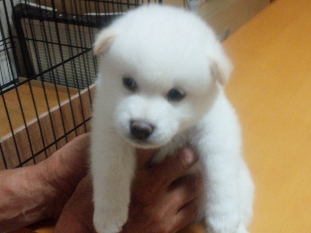 IMG_20140718_202402-shiba-puppy