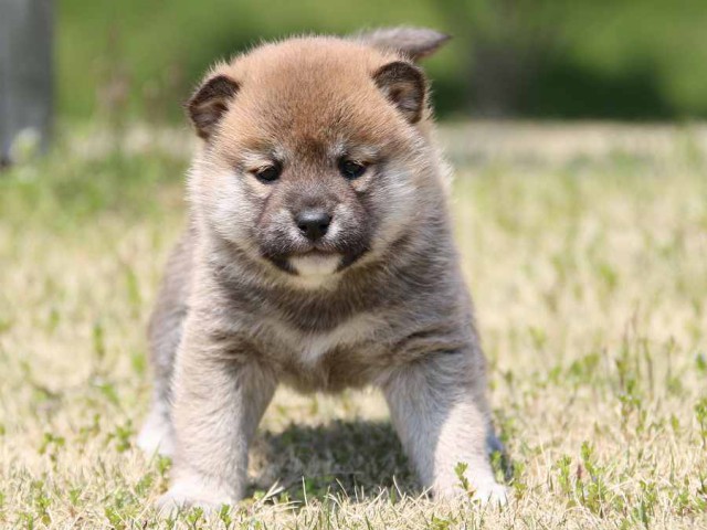 IMG_3110-shiba-puppy IMG_3110-shiba-puppy