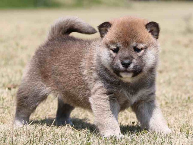 IMG_3127-shiba-puppy IMG_3127-shiba-puppy