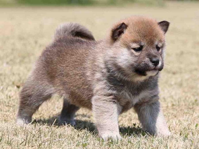 IMG_3137-shiba-puppy IMG_3137-shiba-puppy