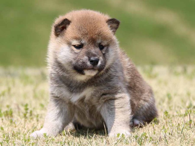 IMG_3152-shiba-puppy IMG_3152-shiba-puppy