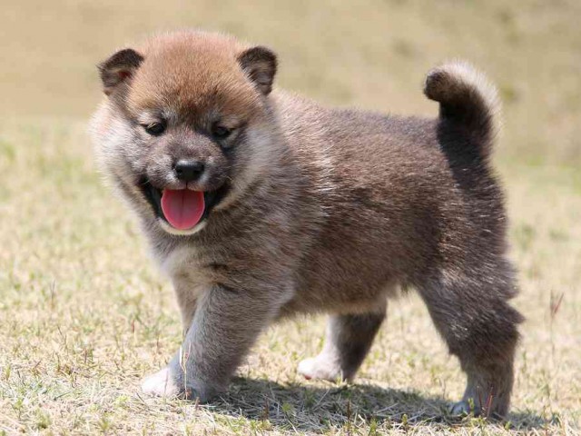 IMG_3162-shiba-puppy IMG_3162-shiba-puppy