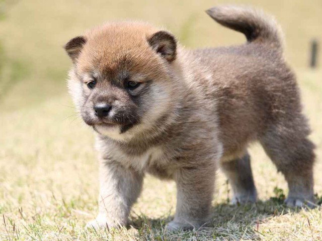 IMG_3171-shiba-puppy IMG_3171-shiba-puppy
