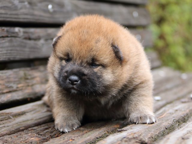 IMG_6303-shiba-puppy-puppy IMG_6303-shiba-puppy-puppy