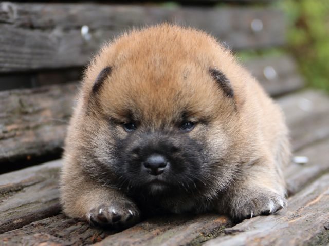IMG_6310-shiba-puppy-puppy IMG_6310-shiba-puppy-puppy
