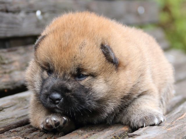 IMG_6312-shiba-puppy-puppy IMG_6312-shiba-puppy-puppy