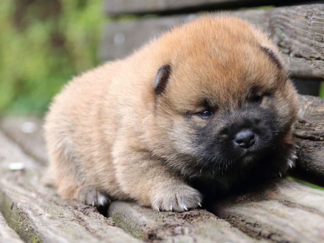 IMG_6336-shiba-puppy-puppy IMG_6336-shiba-puppy-puppy