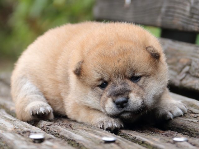 IMG_6352-shiba-puppy IMG_6352-shiba-puppy