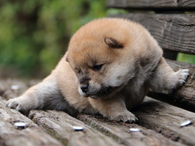 IMG_6363-shiba-puppy IMG_6363-shiba-puppy