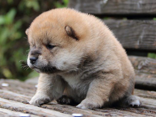 IMG_6373-shiba-puppy IMG_6373-shiba-puppy