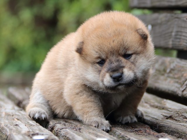 IMG_6377-shiba-puppy IMG_6377-shiba-puppy
