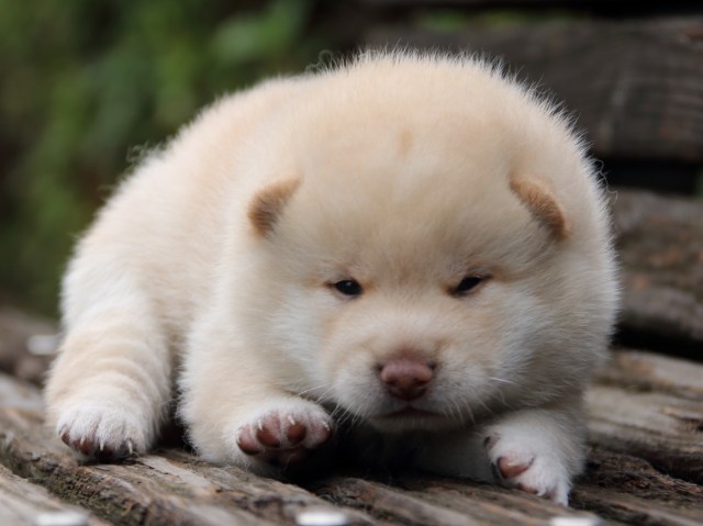 IMG_6384-shiba-puppy IMG_6384-shiba-puppy