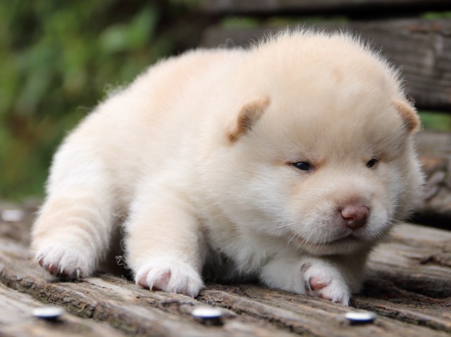IMG_6388-shiba-puppy IMG_6388-shiba-puppy