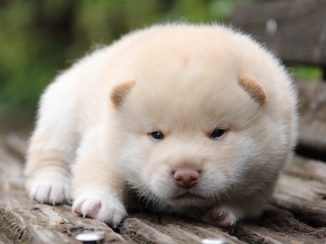 IMG_6393-shiba-puppy IMG_6393-shiba-puppy