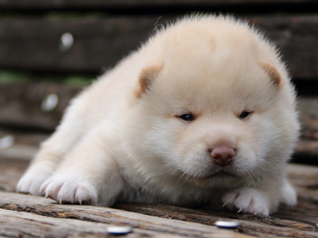 IMG_6418-shiba-puppy IMG_6418-shiba-puppy