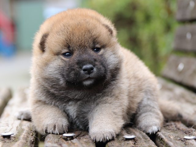 IMG_6435-shiba-puppy IMG_6435-shiba-puppy