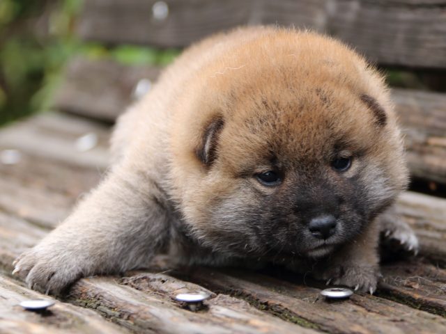IMG_6442-shiba-puppy IMG_6442-shiba-puppy