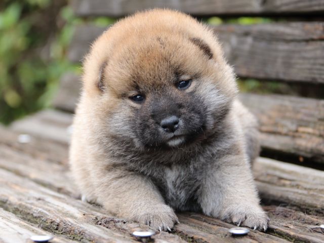 IMG_6449-shiba-puppy IMG_6449-shiba-puppy