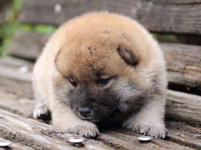 IMG_6457-shiba-puppy IMG_6457-shiba-puppy