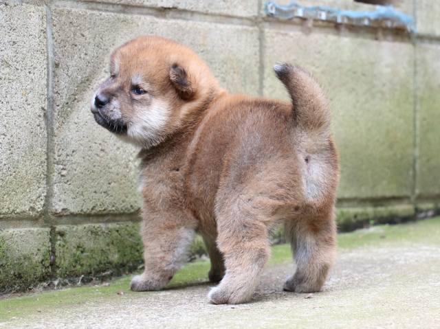 IMG_6470-shiba-puppy IMG_6470-shiba-puppy