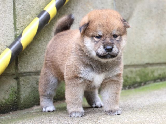 IMG_6479-shiba-puppy IMG_6479-shiba-puppy