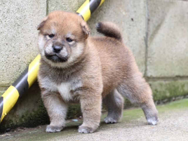 IMG_6498-shiba-puppy IMG_6498-shiba-puppy