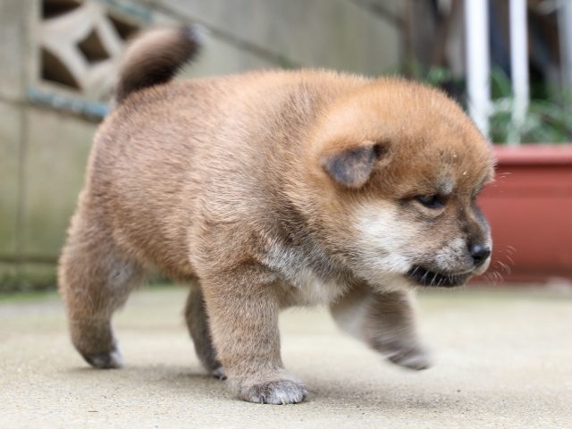 IMG_6511-shiba-puppy IMG_6511-shiba-puppy