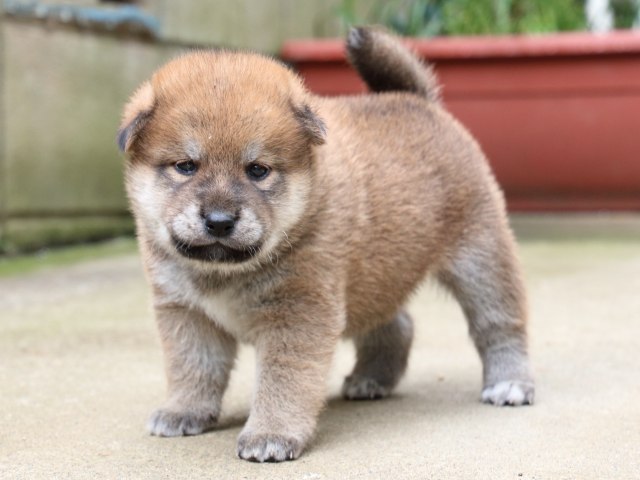 IMG_6522-shiba-puppy IMG_6522-shiba-puppy